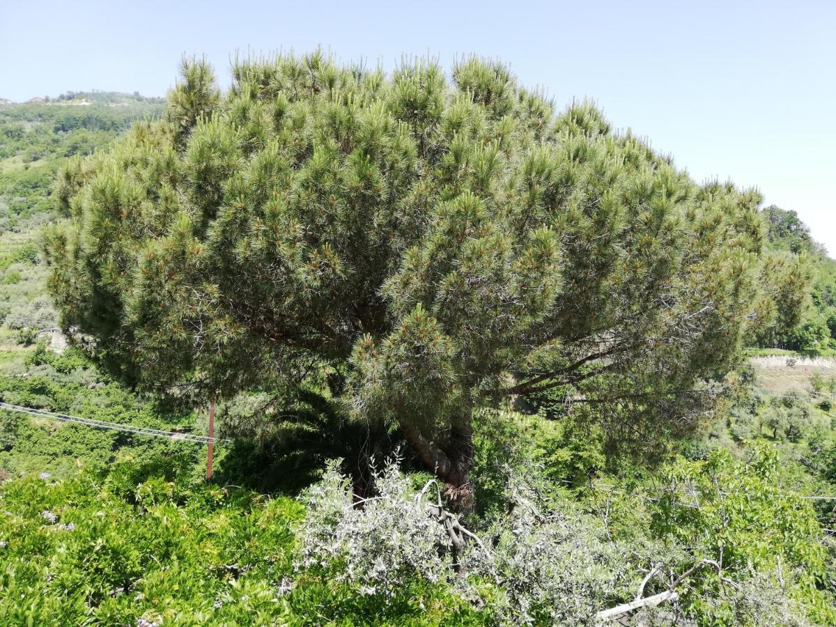 Bed and Breakfast Il Giardino Pimonte Exterior foto